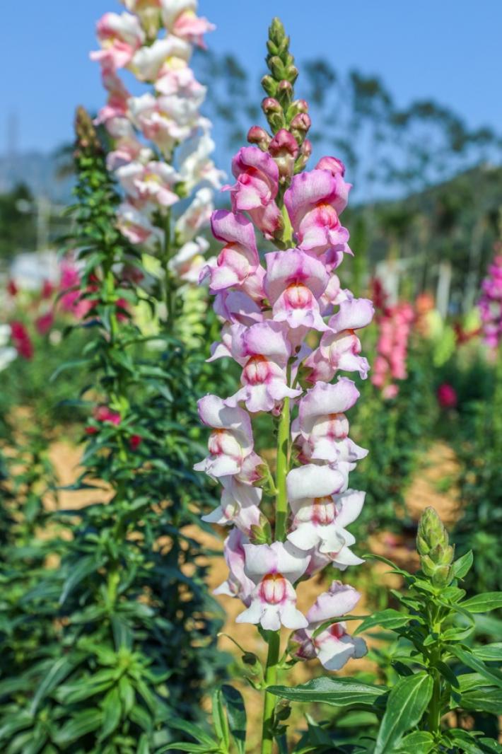 美丽乡村百花节