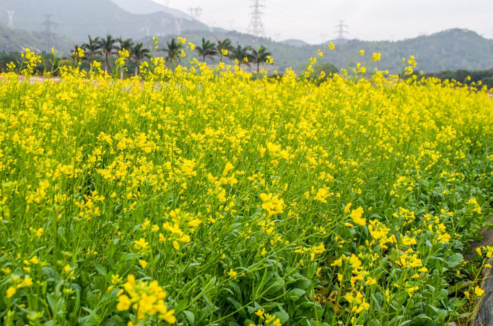 美丽乡村百花节
