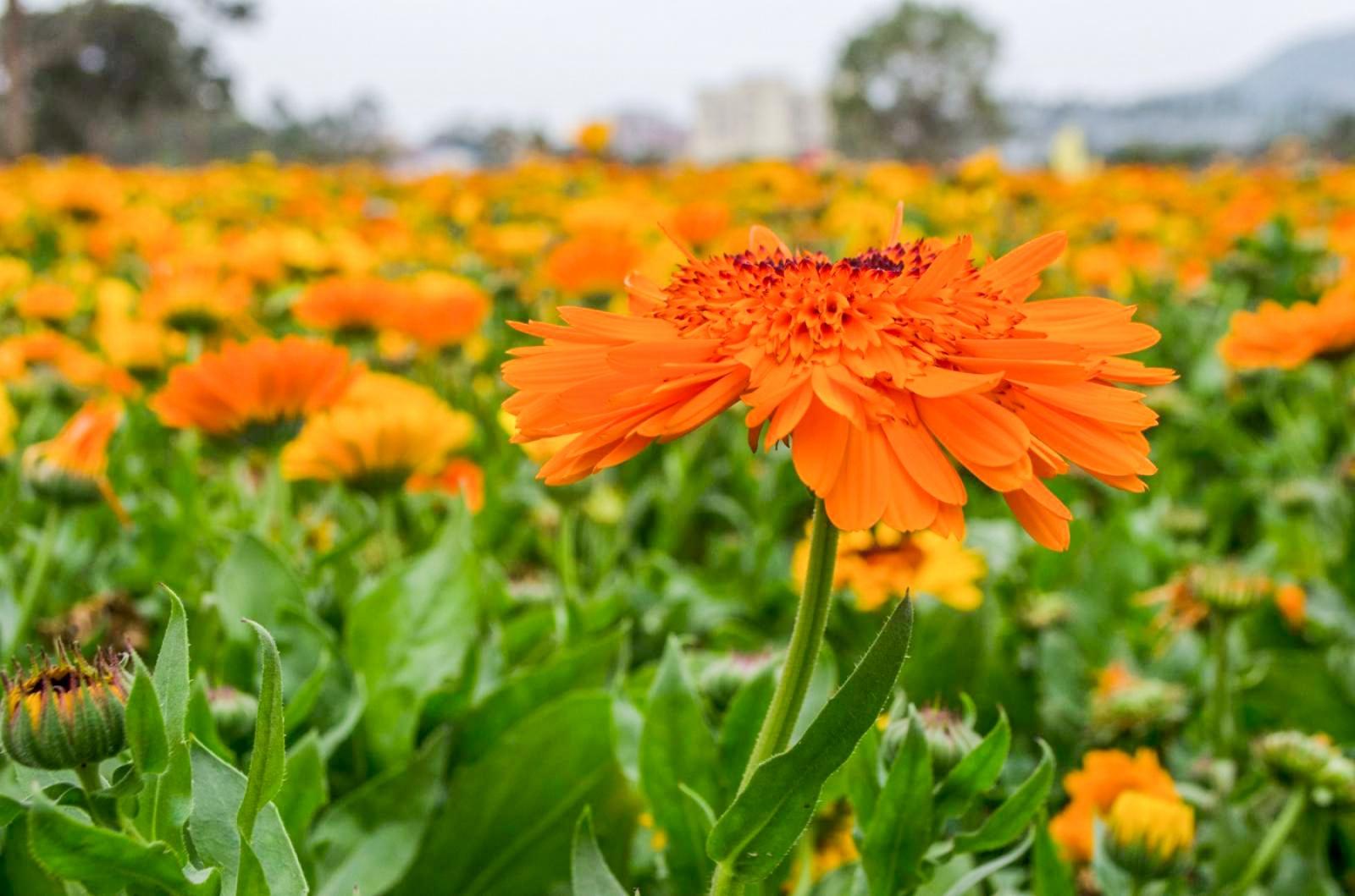 美丽乡村百花节