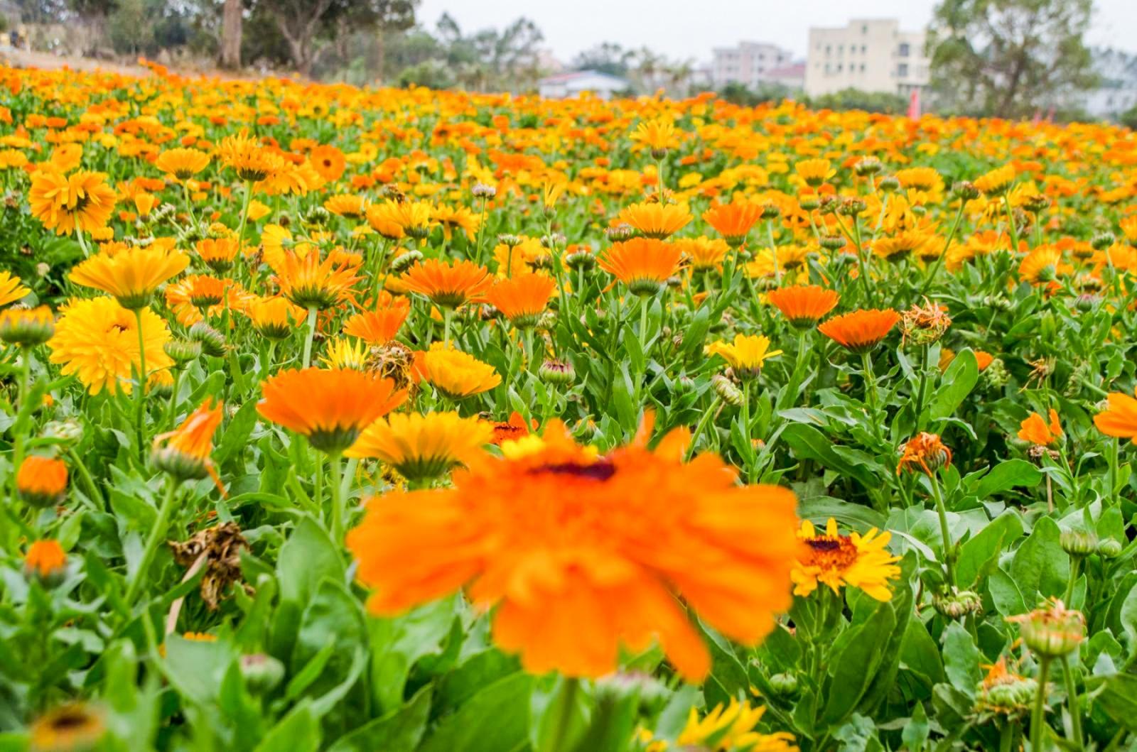 美丽乡村百花节