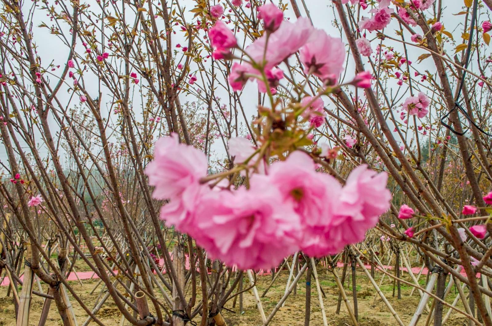 美丽乡村百花节
