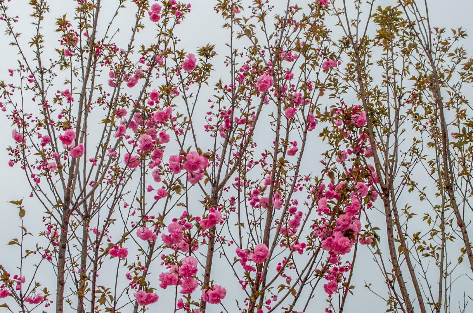美丽乡村百花节