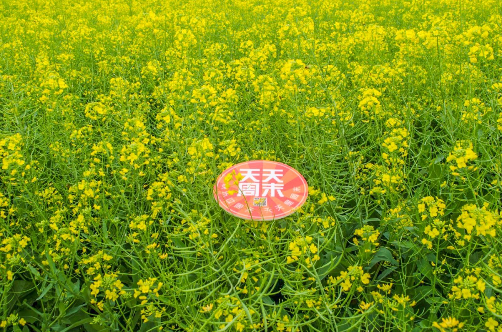美丽乡村百花节