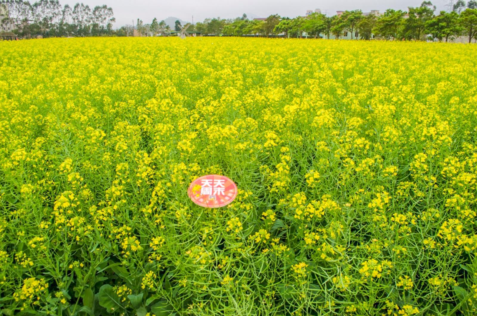 美丽乡村百花节