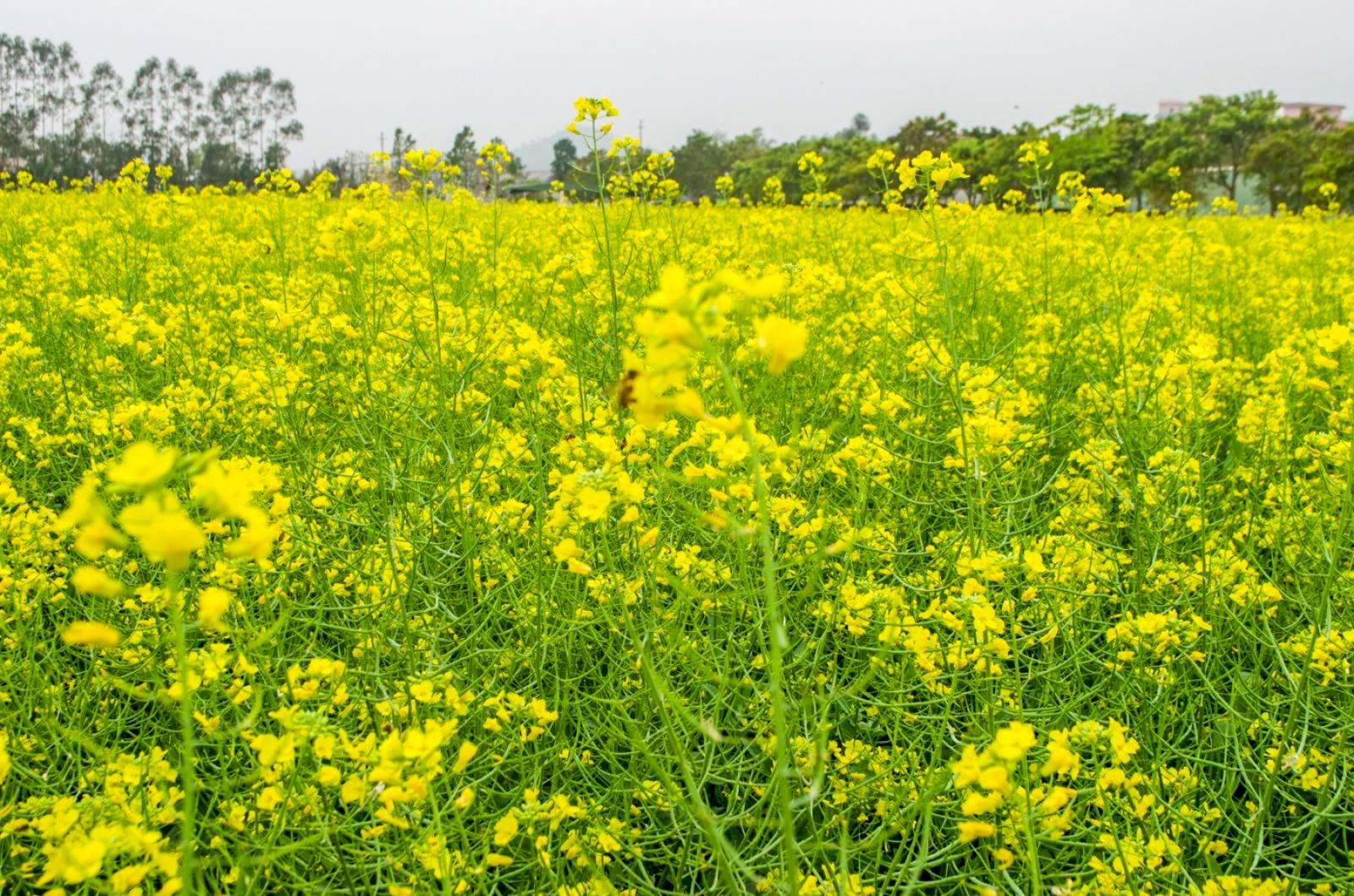 美丽乡村百花节
