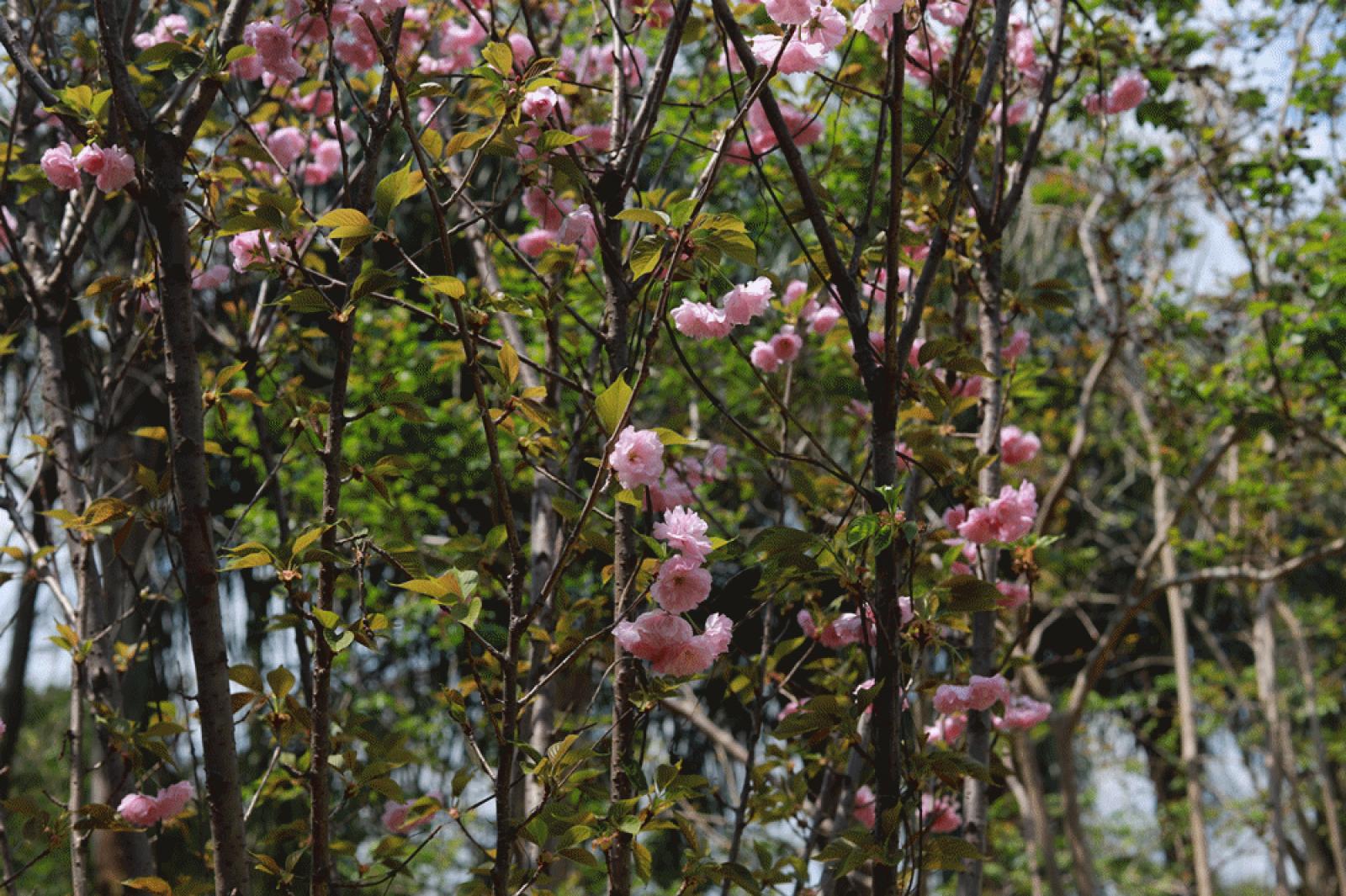 仙湖花展