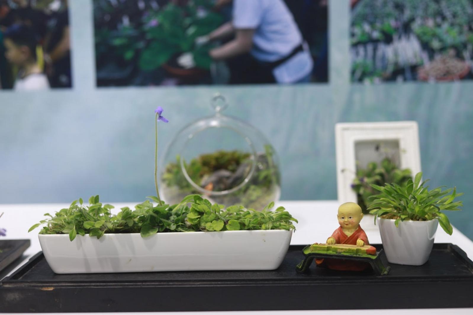 仙湖花展