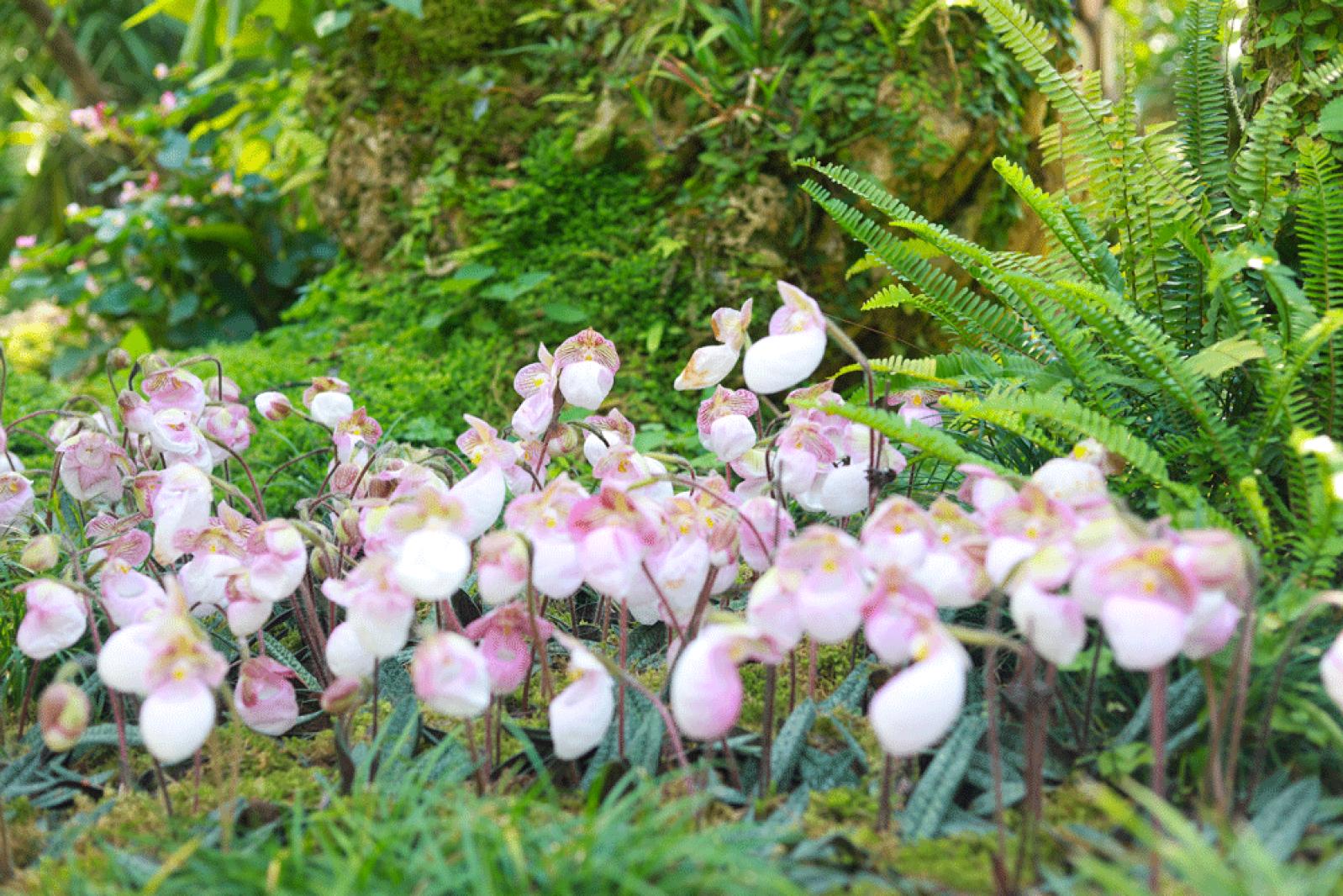 仙湖花展