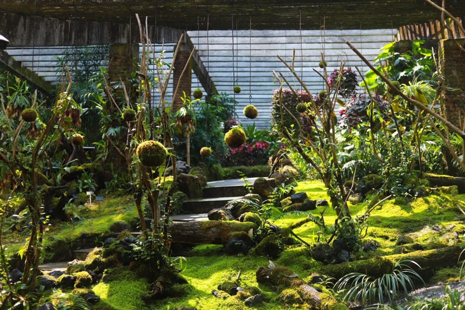 仙湖花展