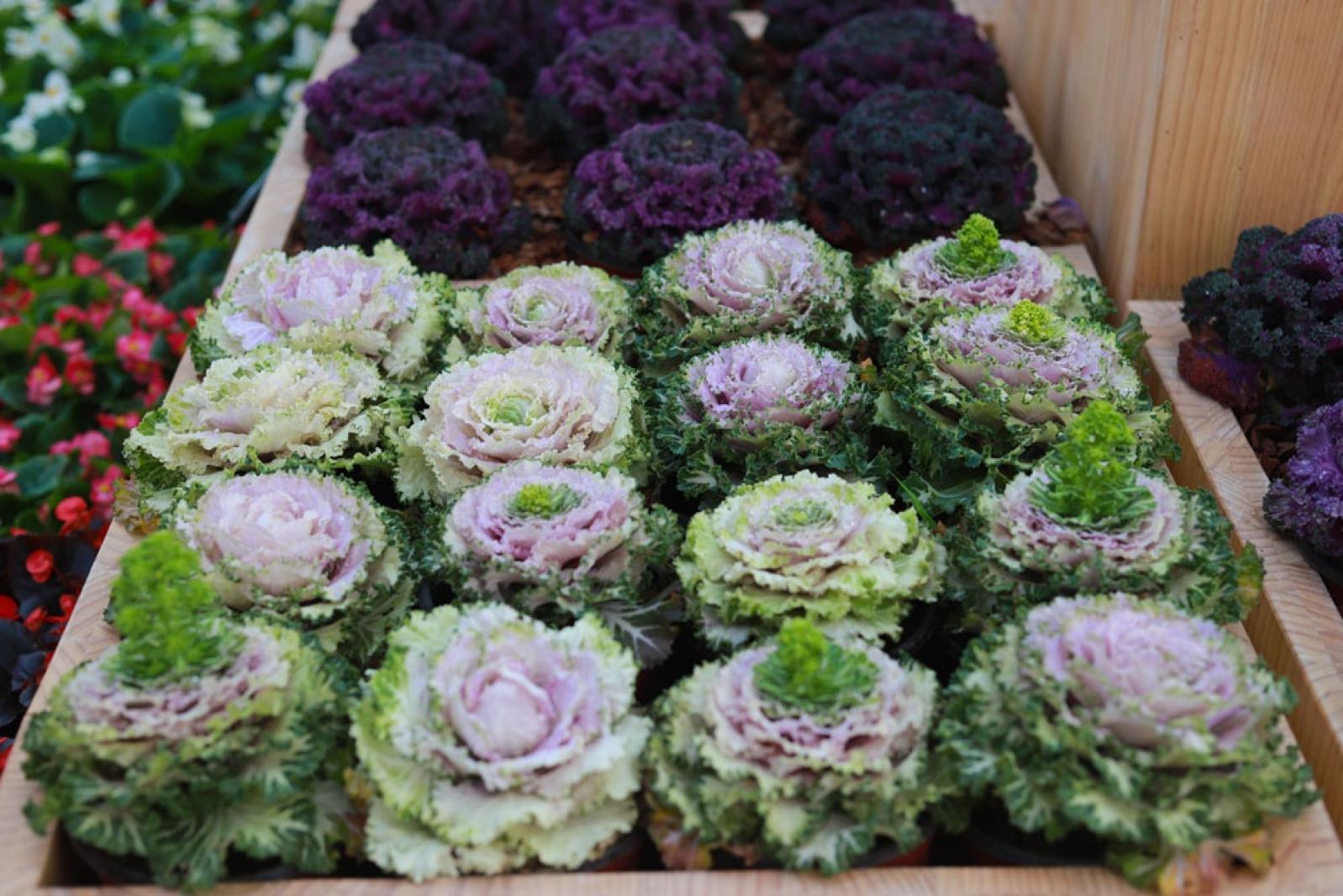 仙湖花展