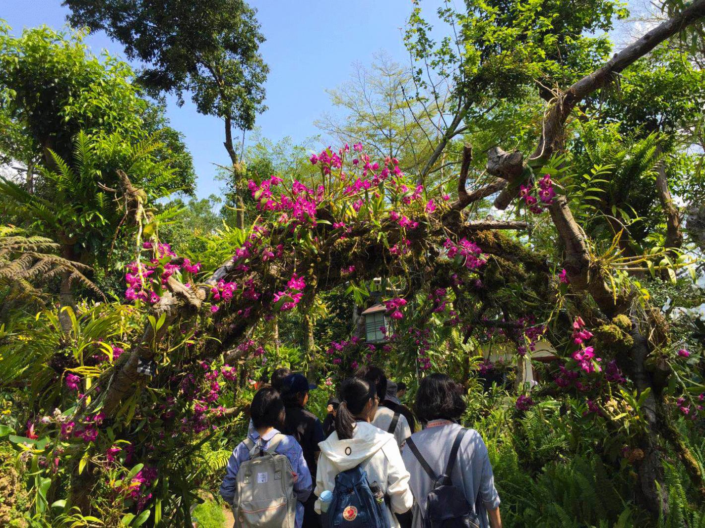 仙湖花展