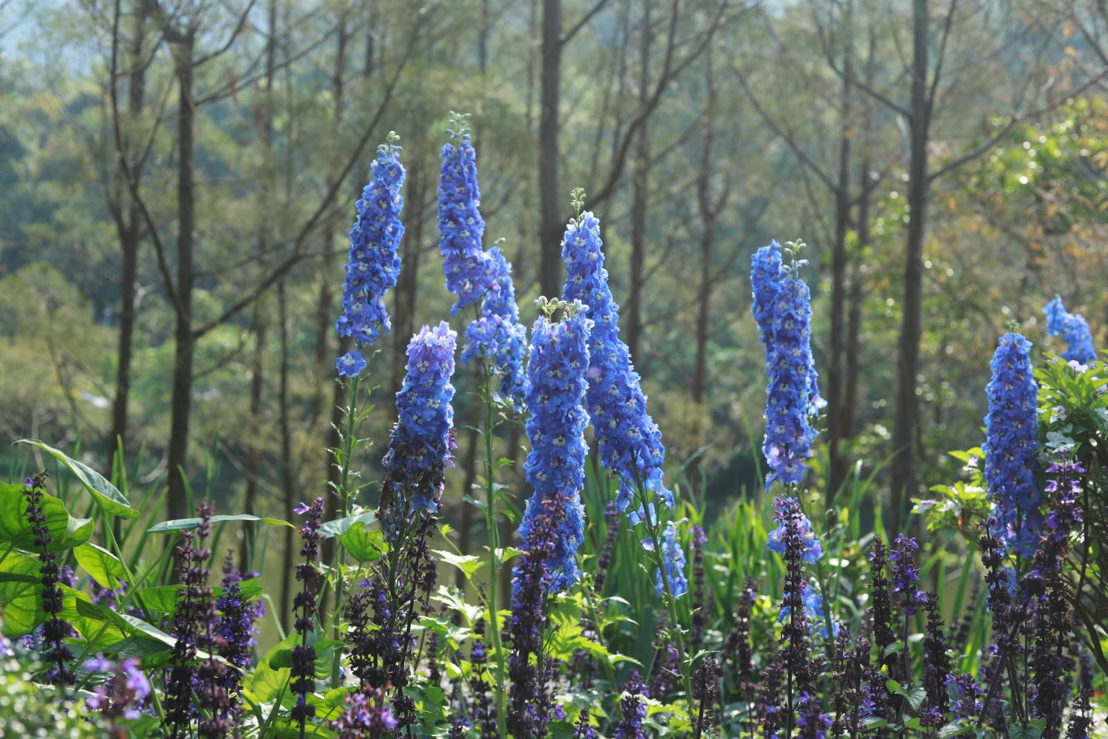 仙湖花展