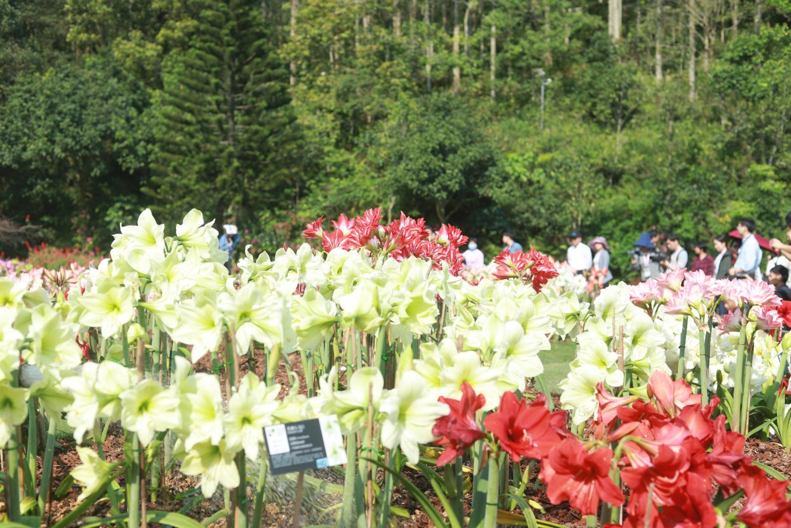 仙湖花展