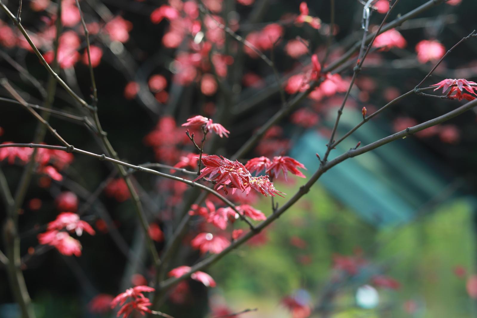 仙湖花展