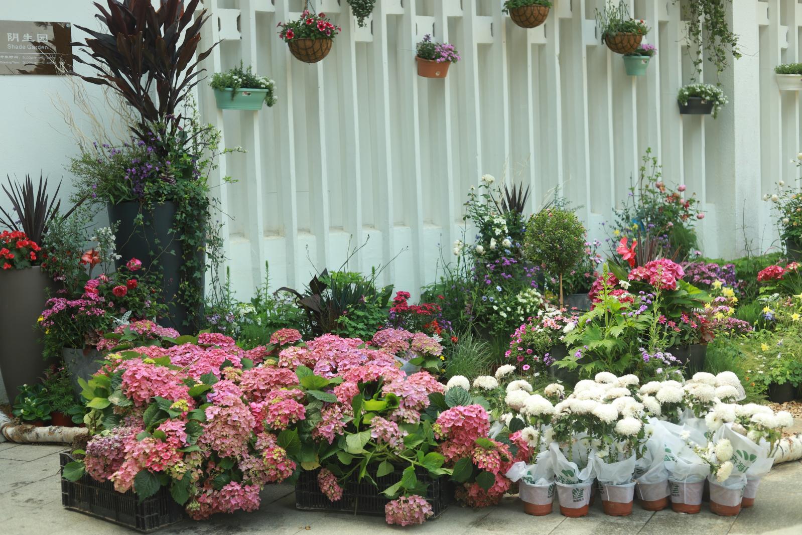仙湖花展
