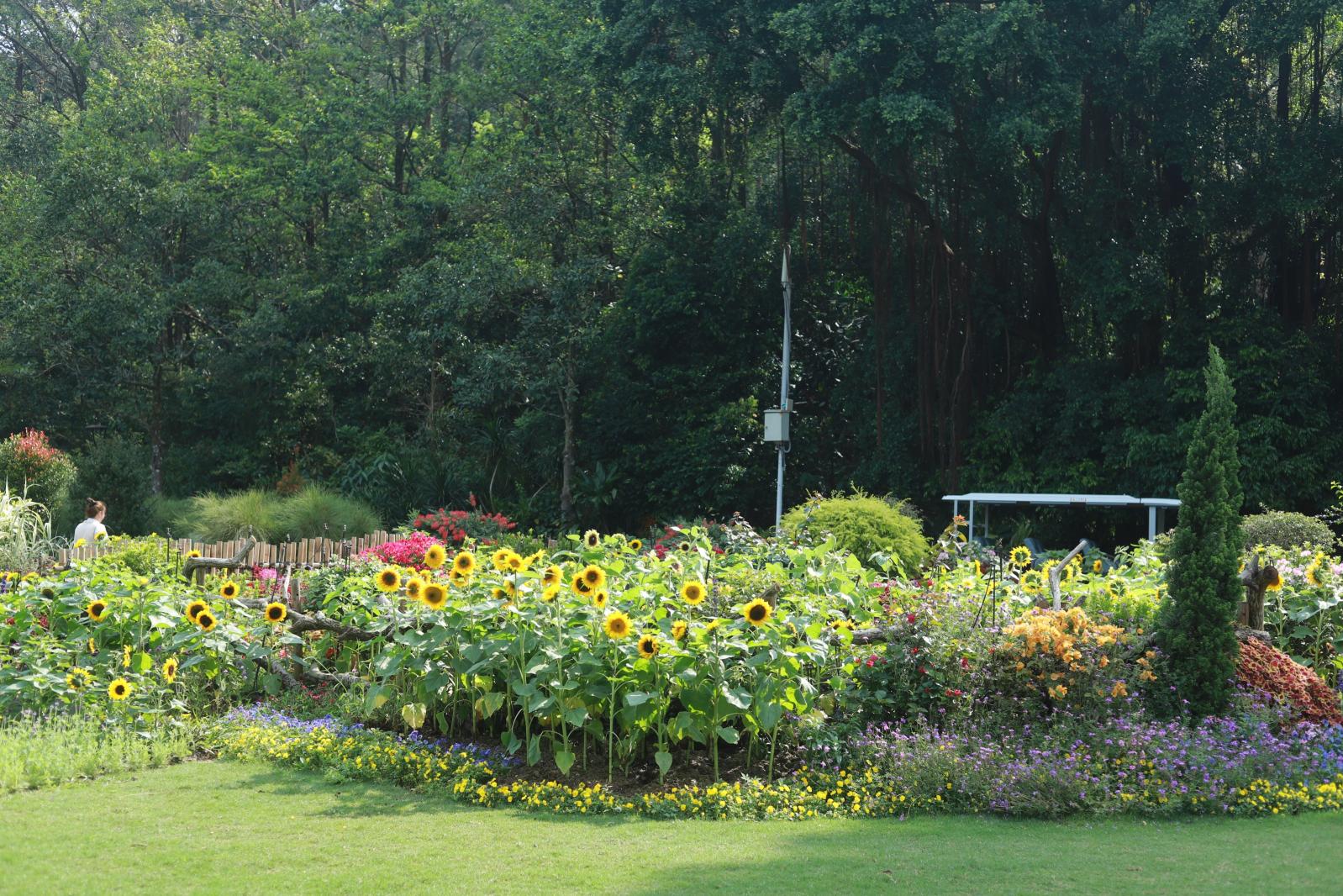 仙湖花展