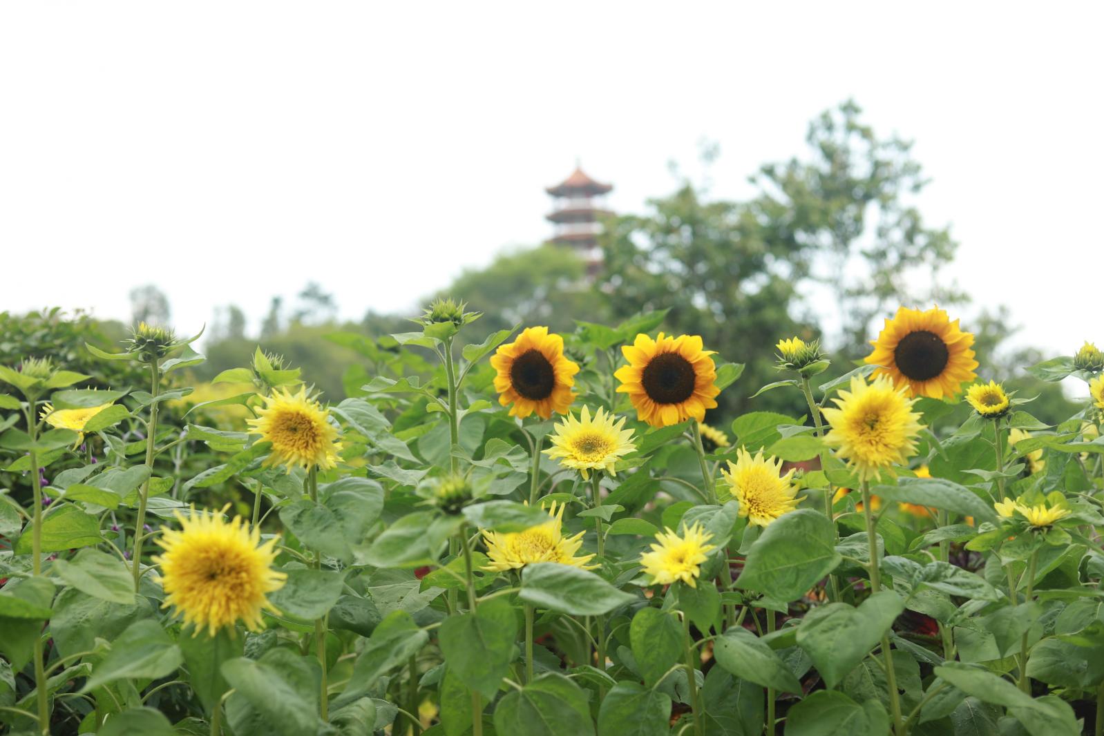 仙湖花展