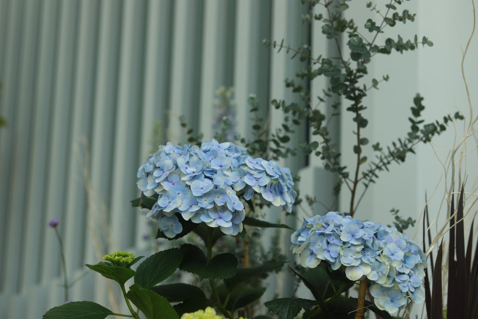 仙湖花展