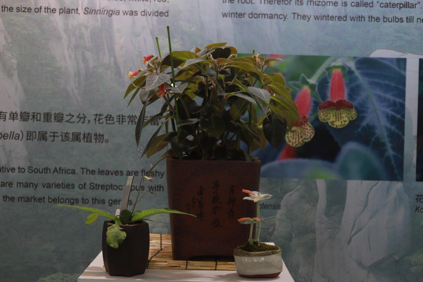 仙湖花展