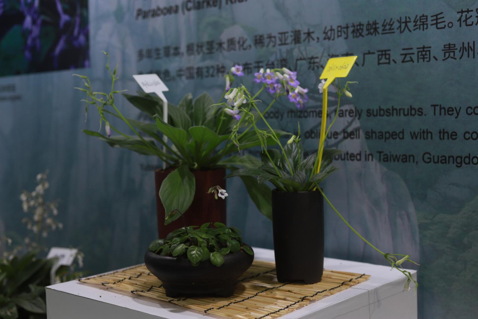 仙湖花展