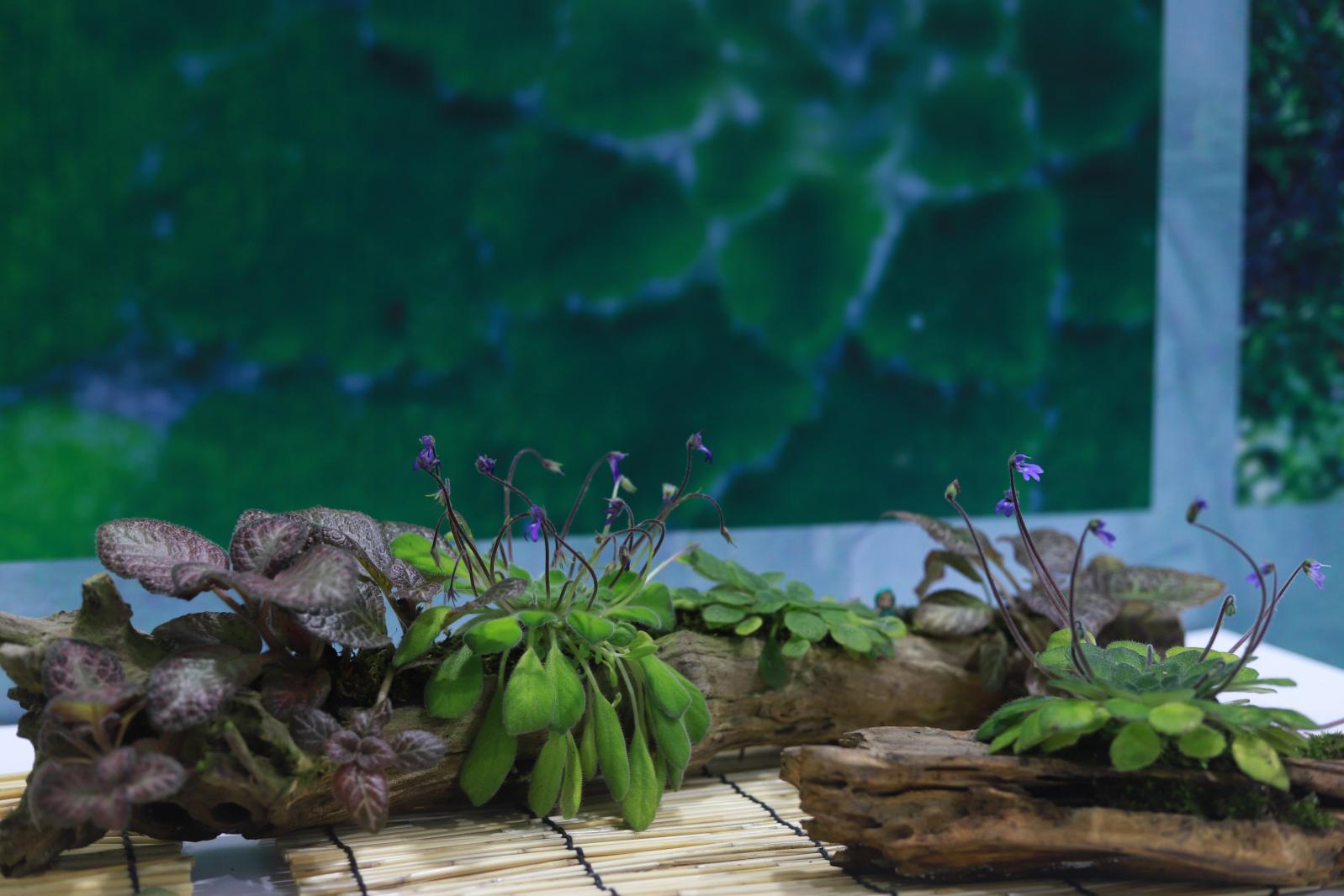 仙湖花展