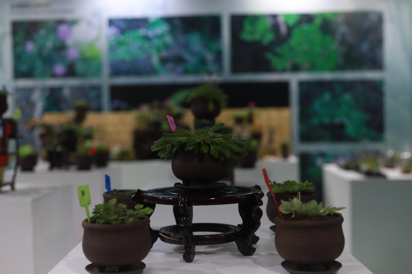 仙湖花展