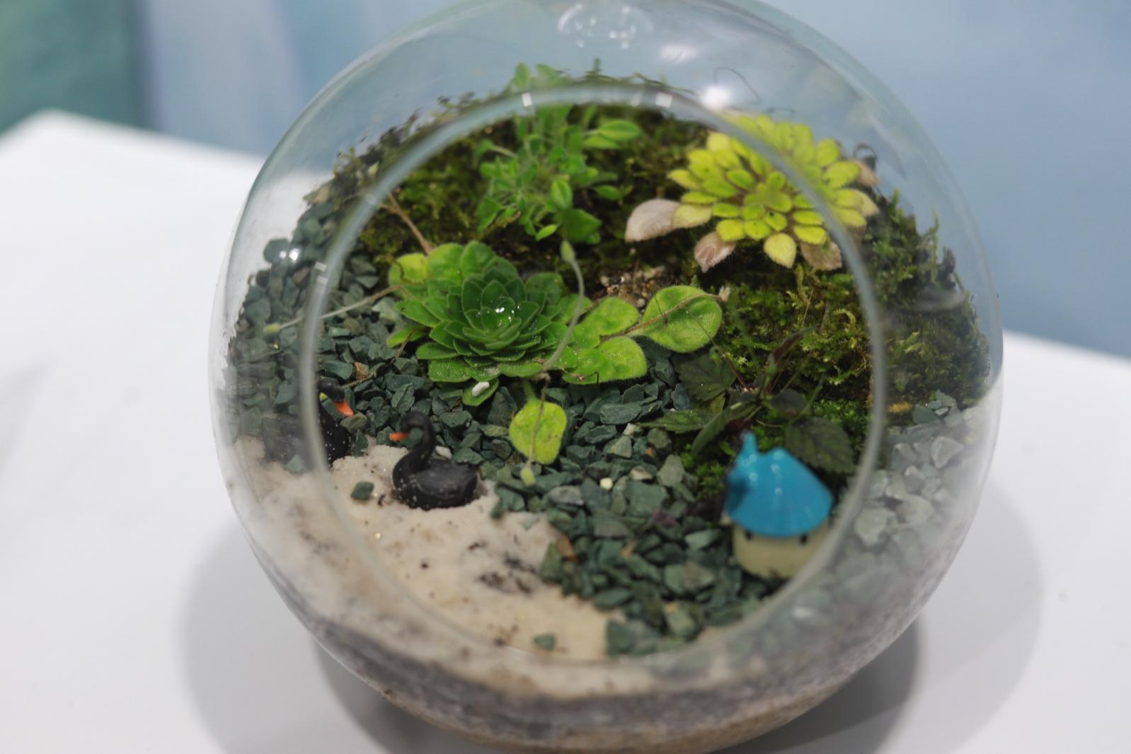 仙湖花展