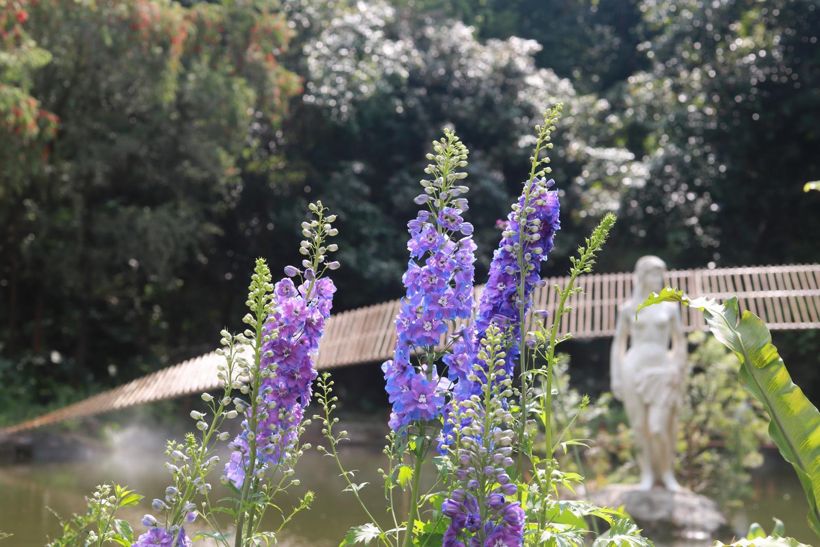 仙湖花展