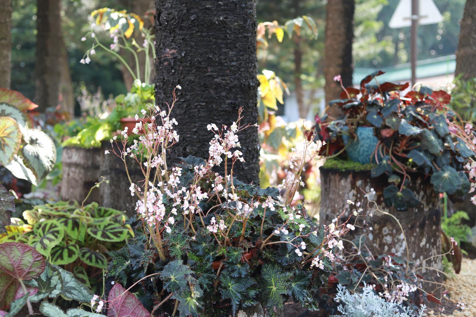 仙湖花展