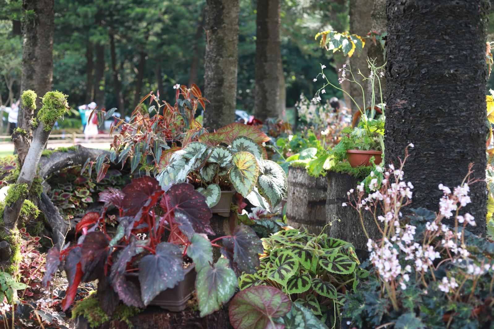 仙湖花展