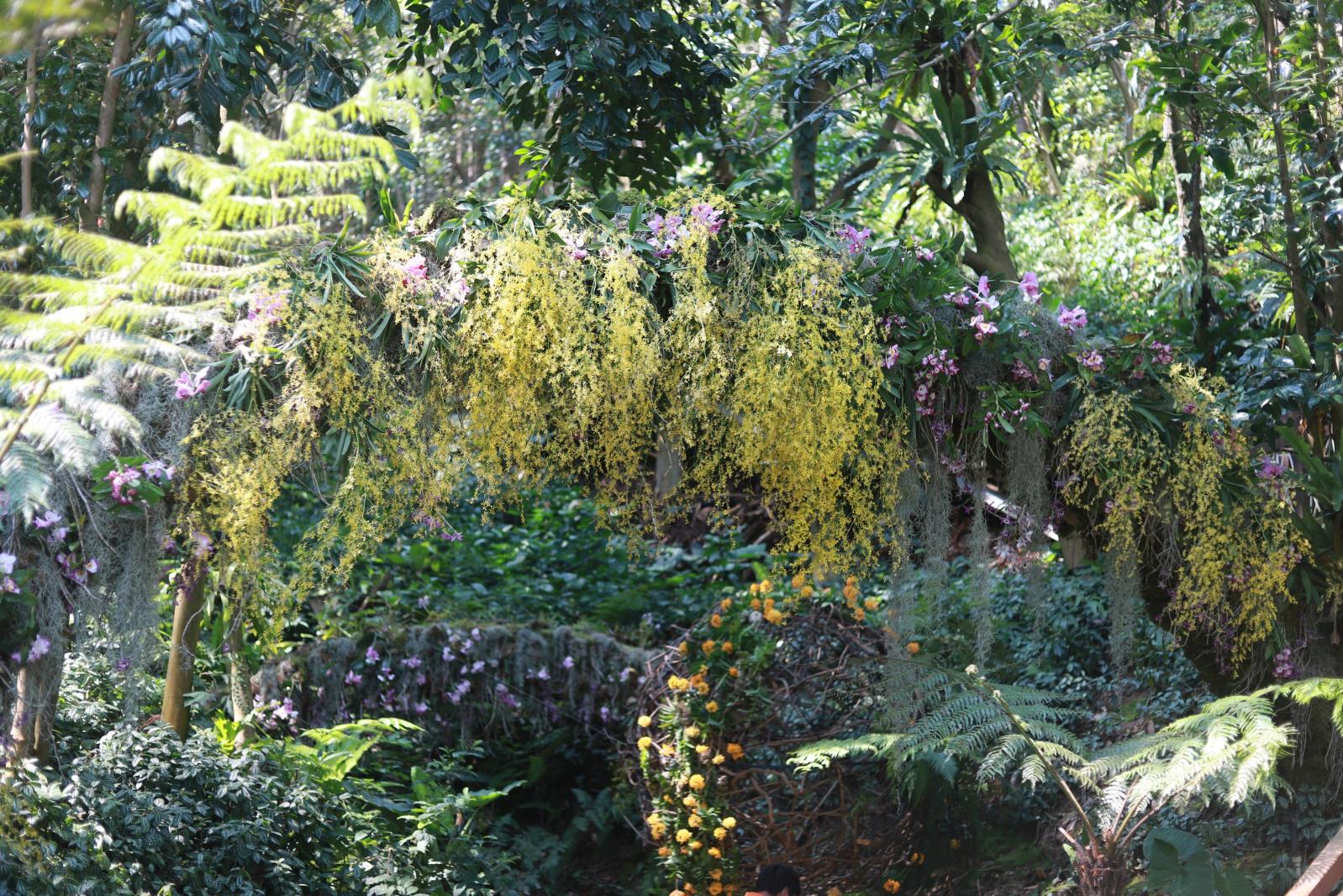 仙湖花展