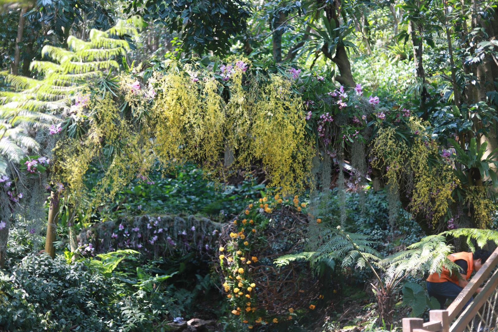 仙湖花展
