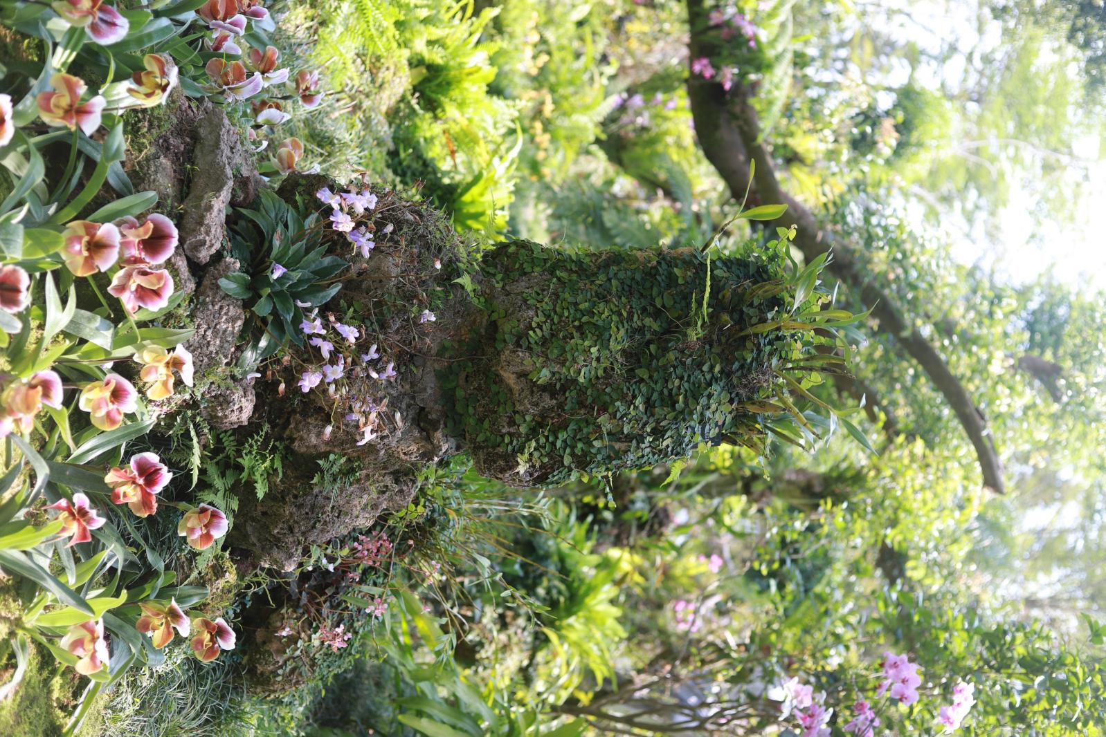仙湖花展