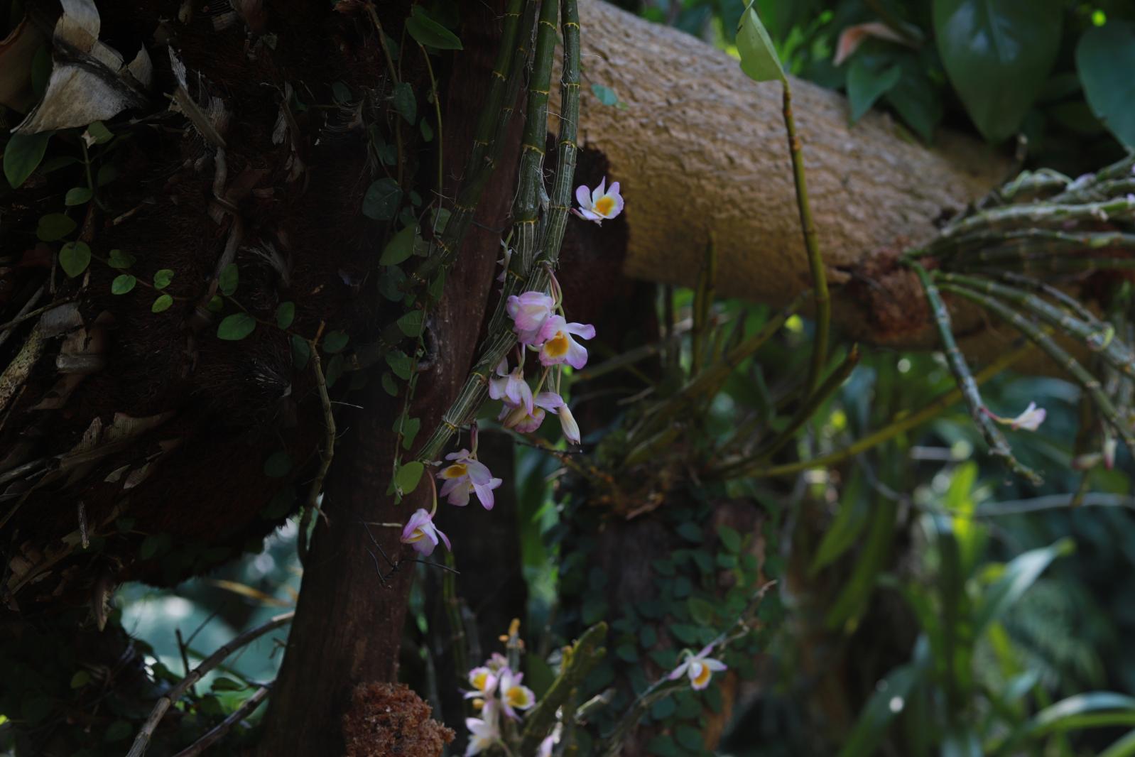 仙湖花展
