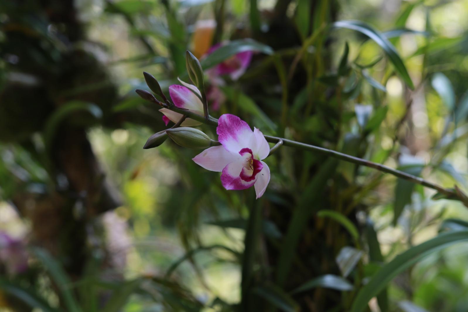 仙湖花展