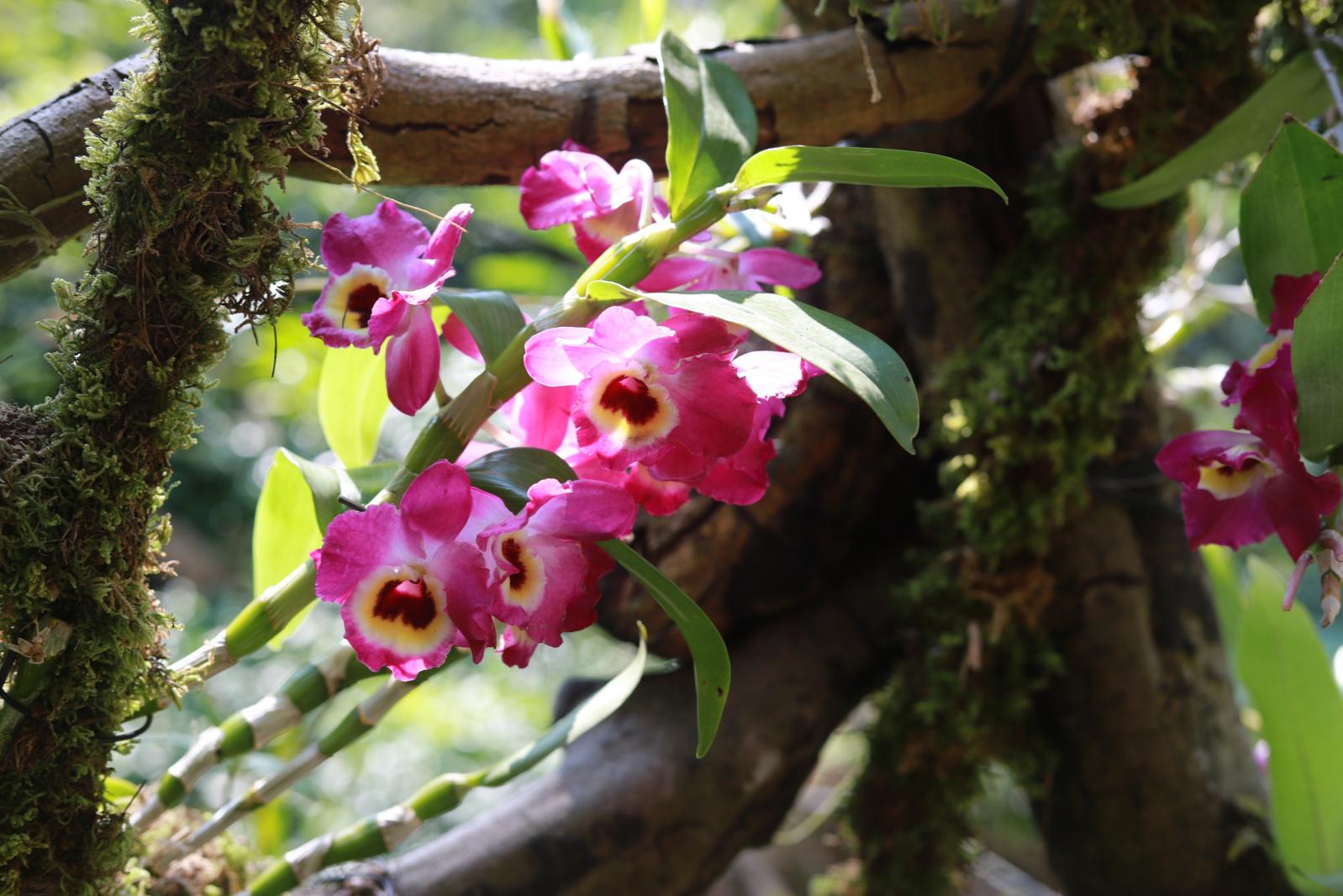 仙湖花展