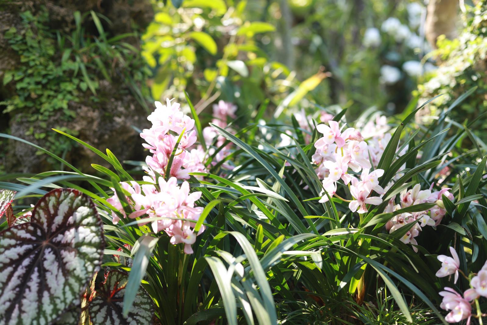 仙湖花展