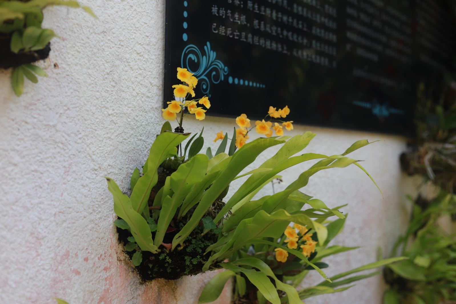 仙湖花展