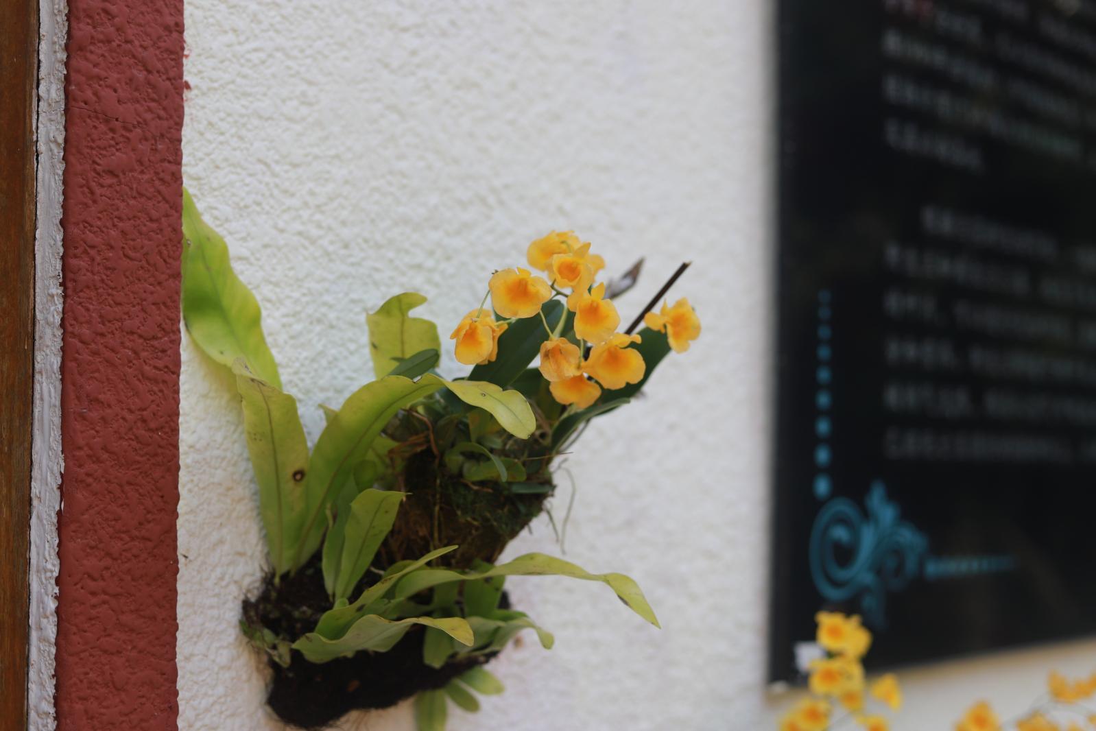 仙湖花展