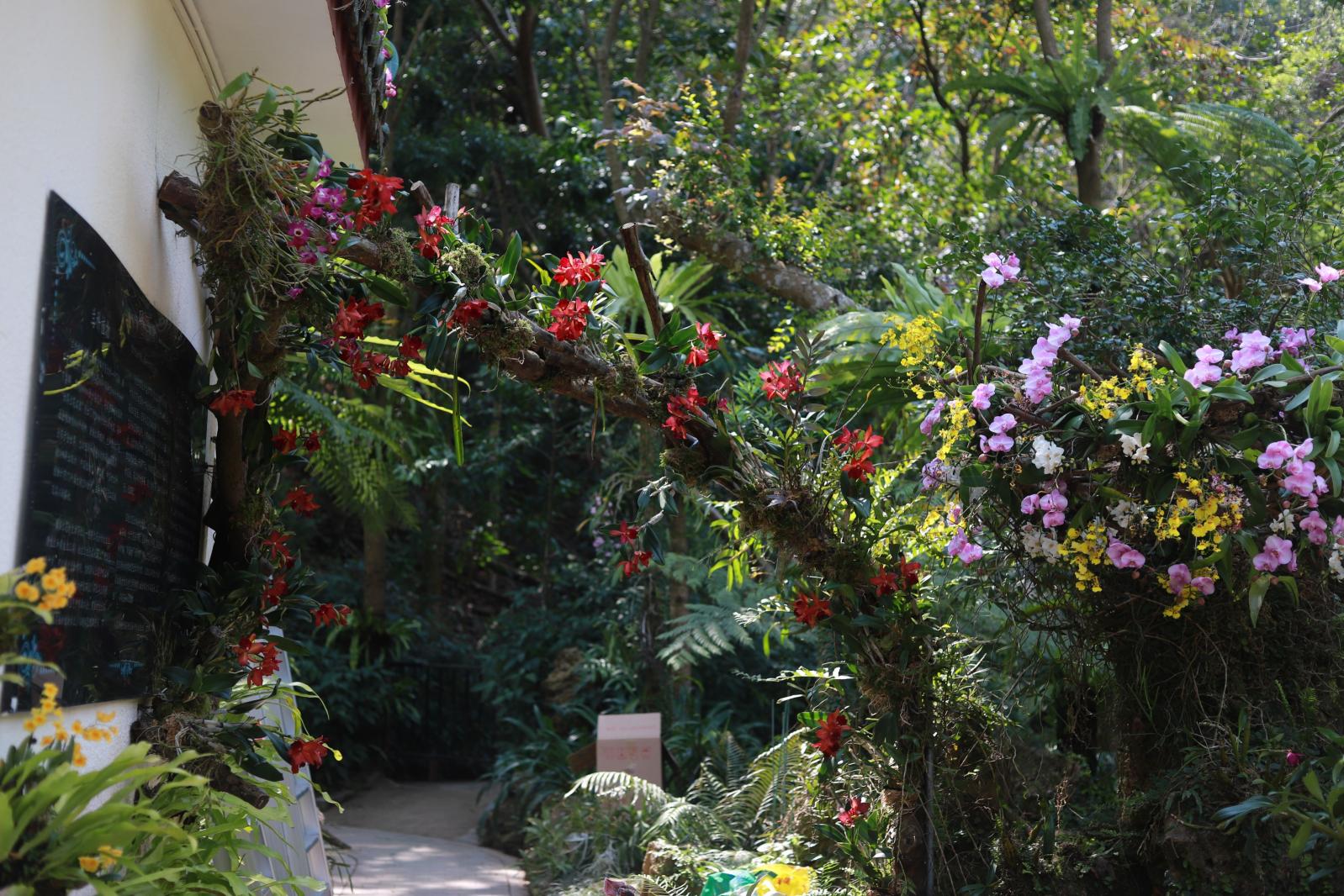 仙湖花展