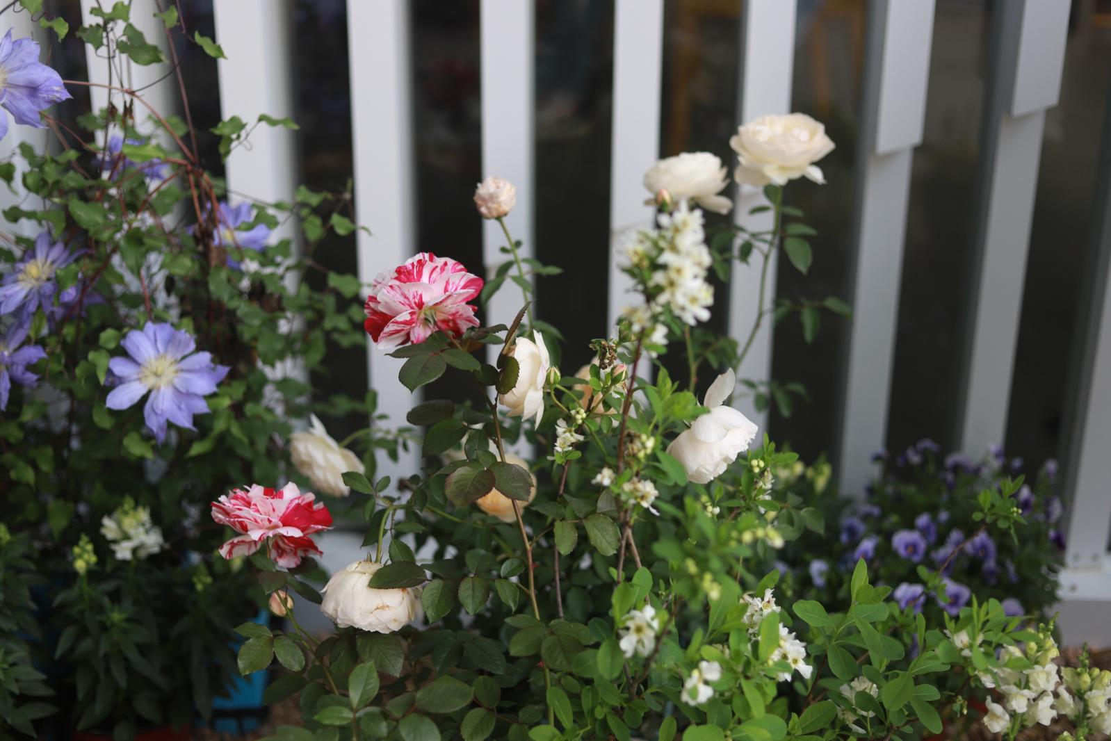 仙湖花展