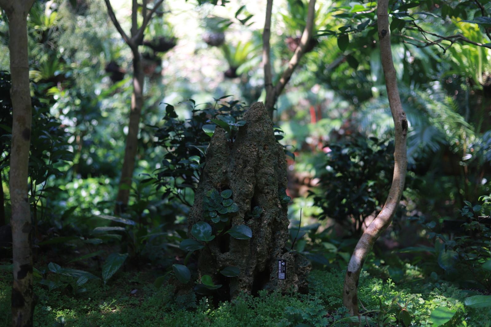 仙湖花展