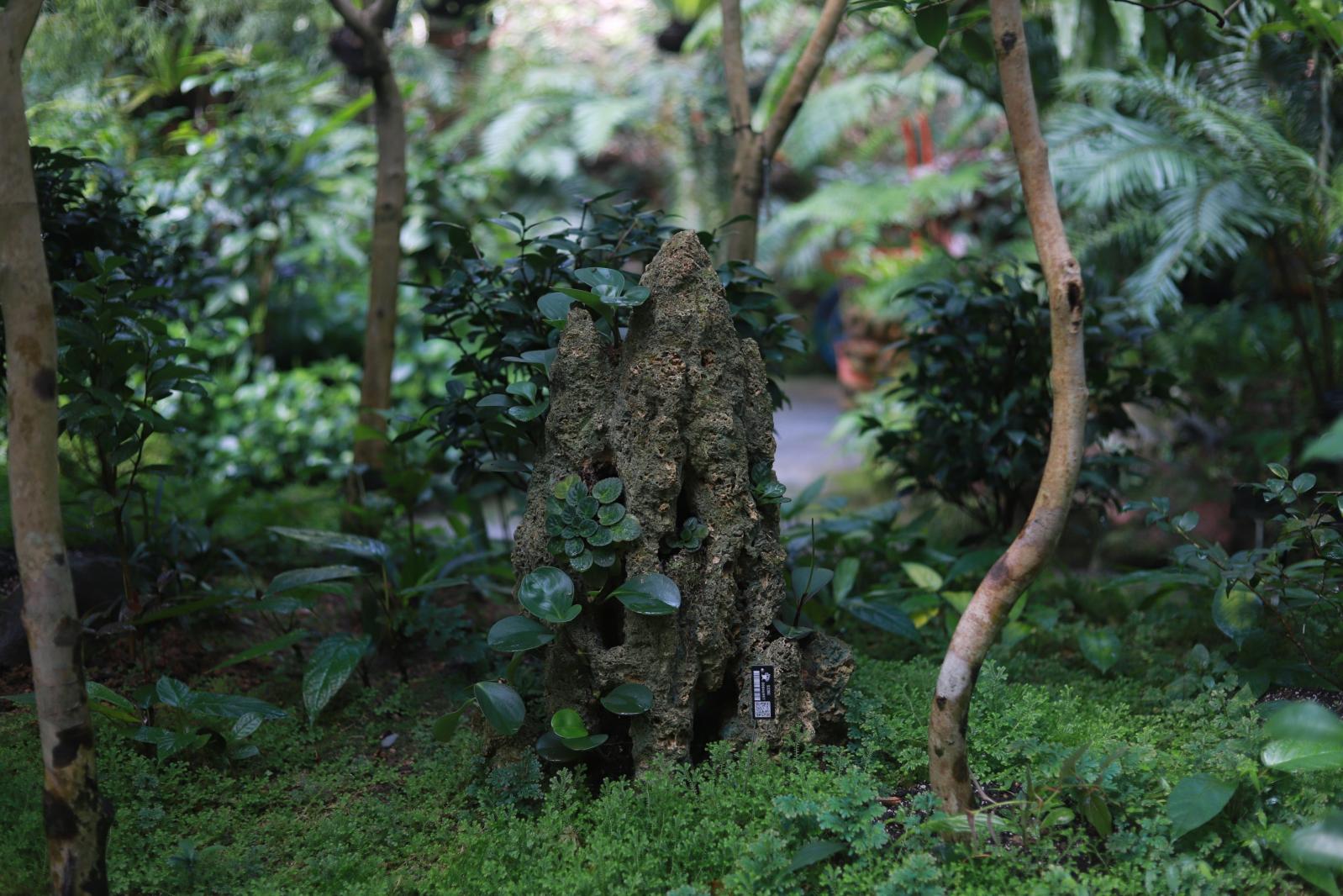 仙湖花展