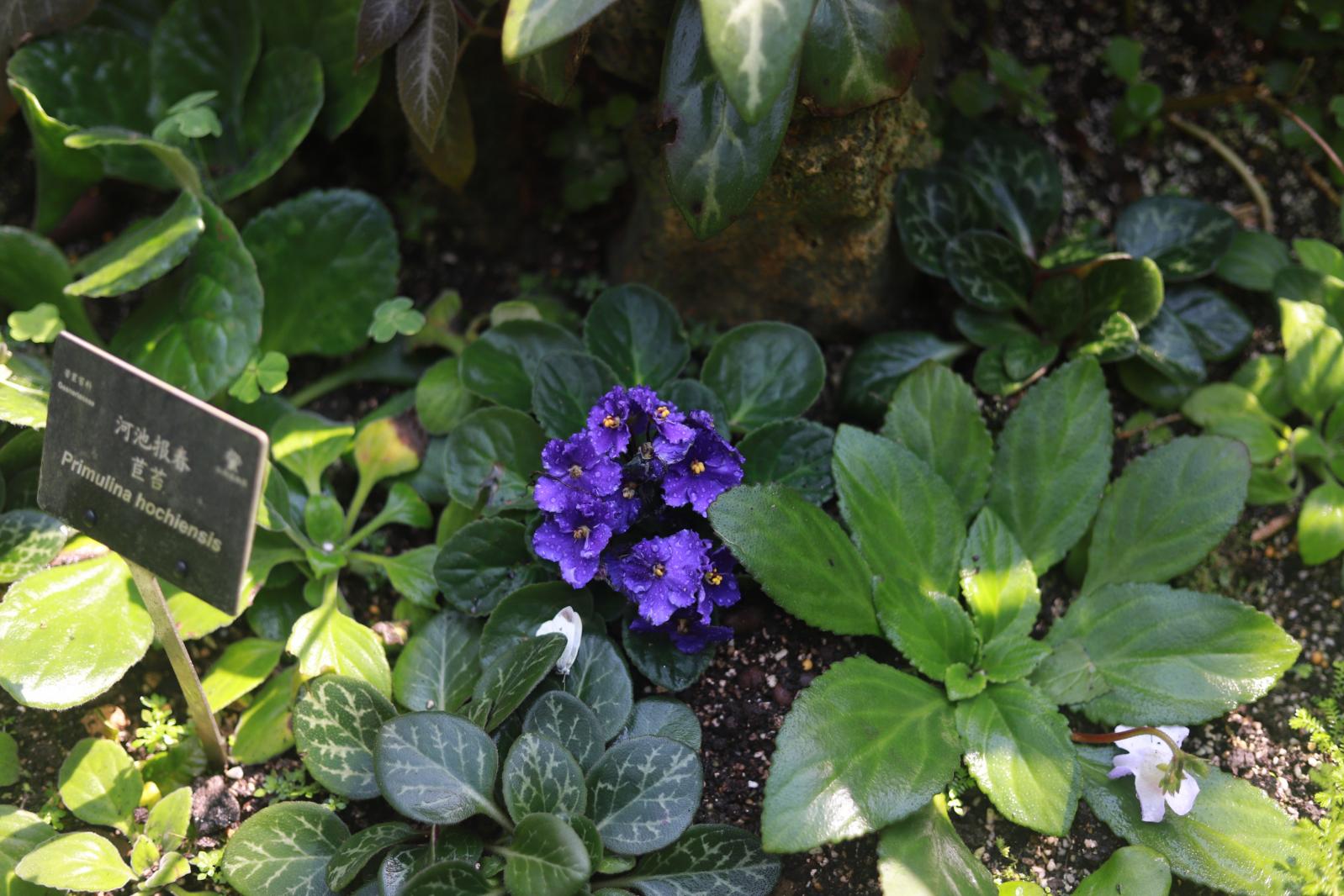 仙湖花展