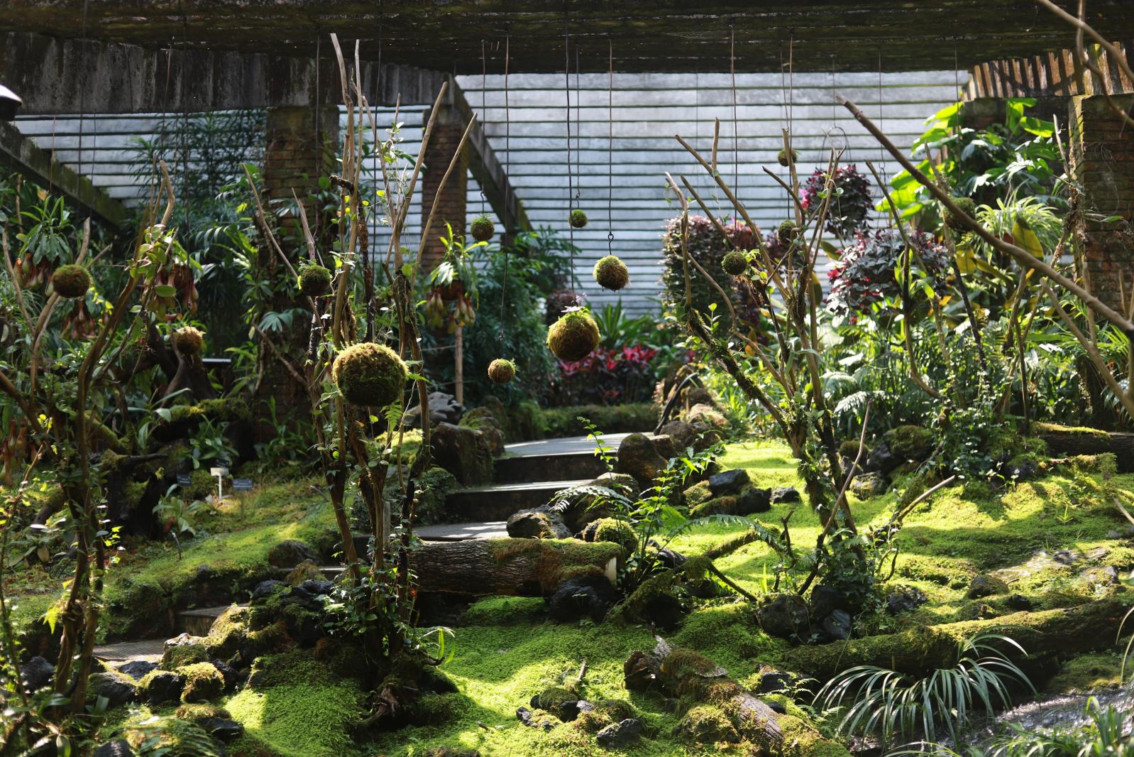 仙湖花展