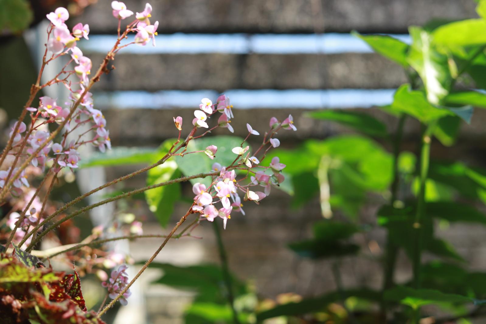 仙湖花展