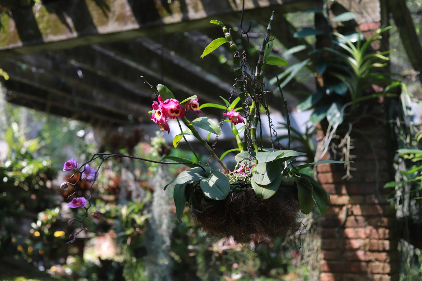 仙湖花展
