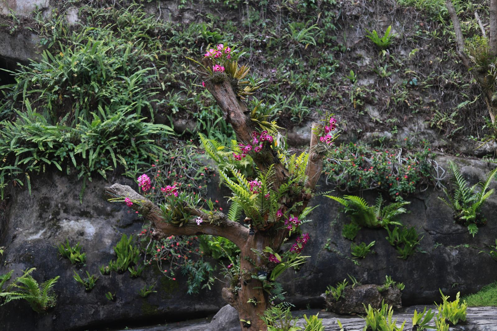 仙湖花展