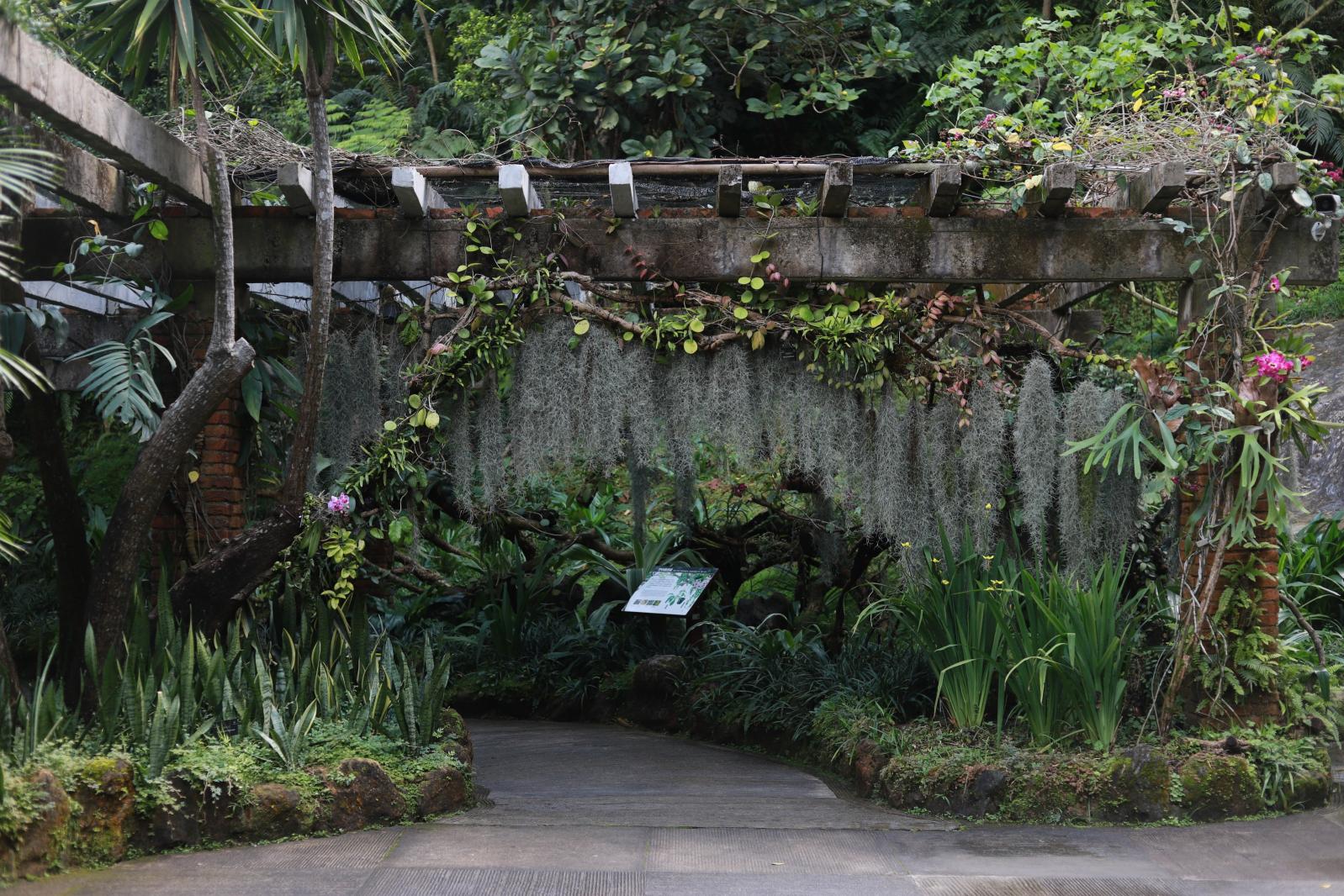 仙湖花展