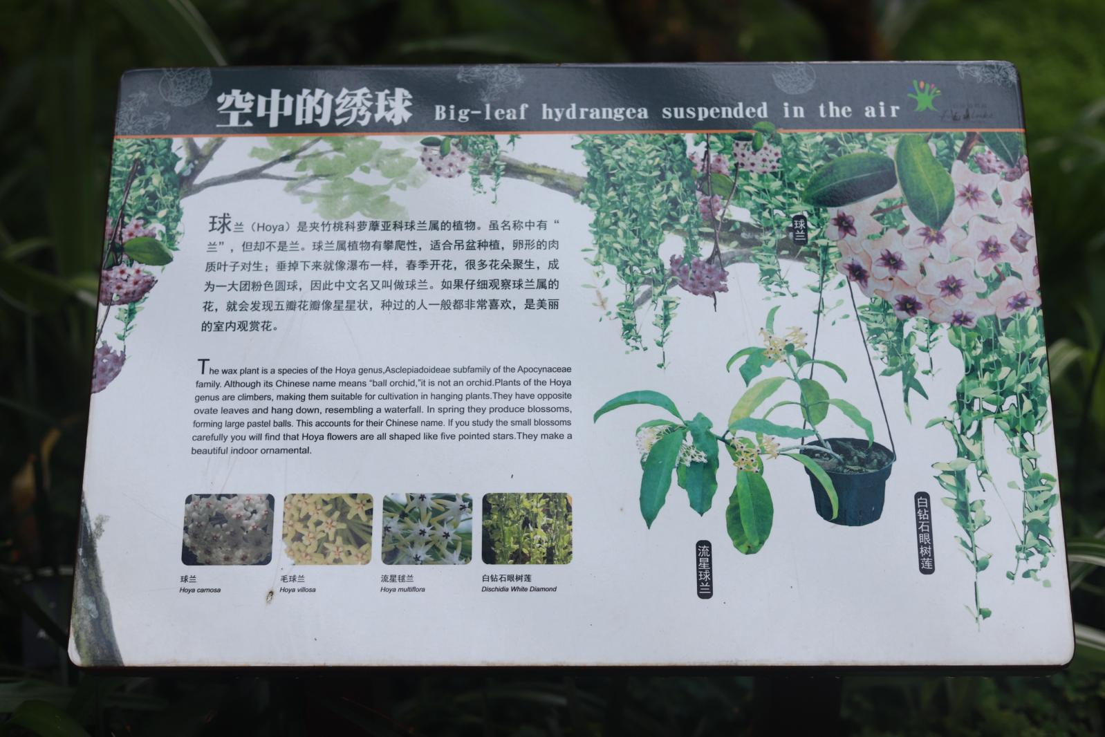 仙湖花展